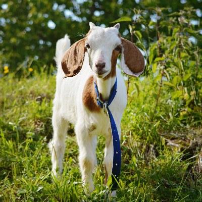you goat mail