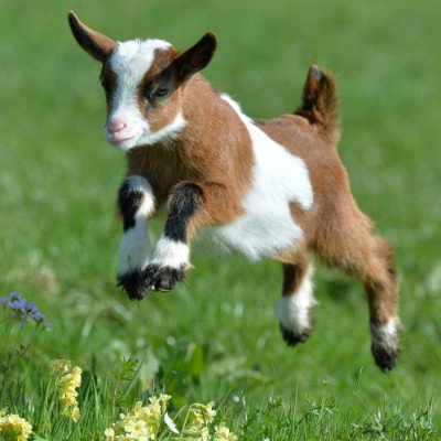 baby goat plush