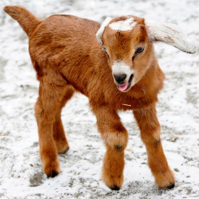 stuffed animal baby goat